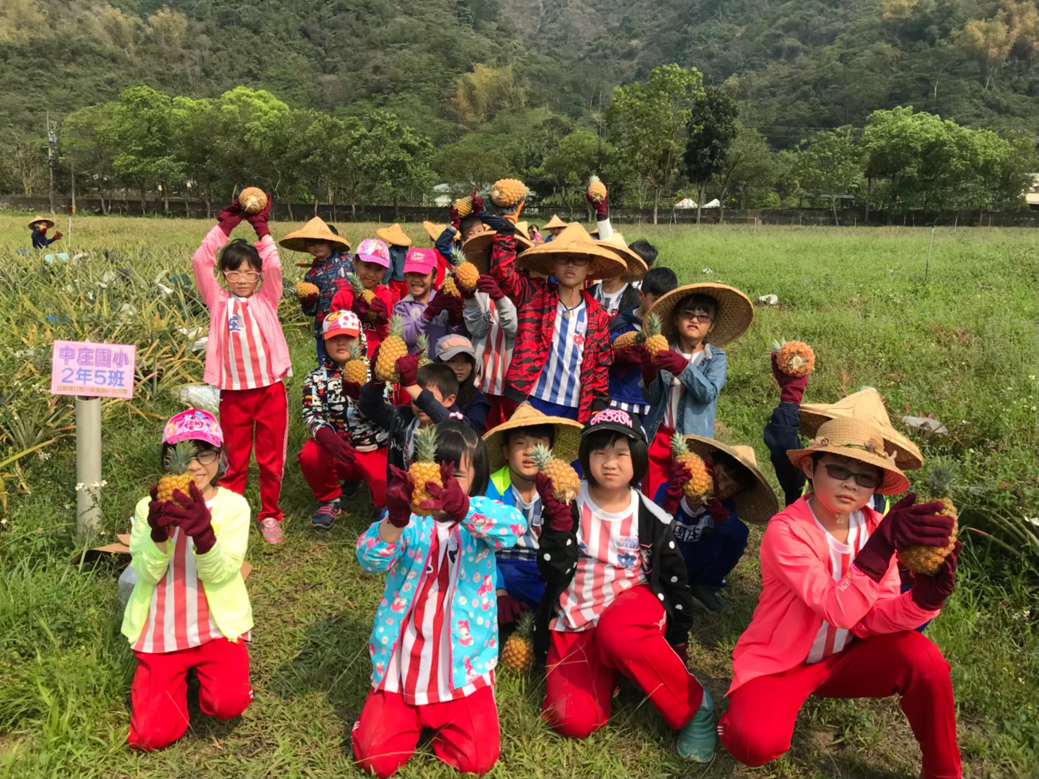 A.採有機鳳梨體驗